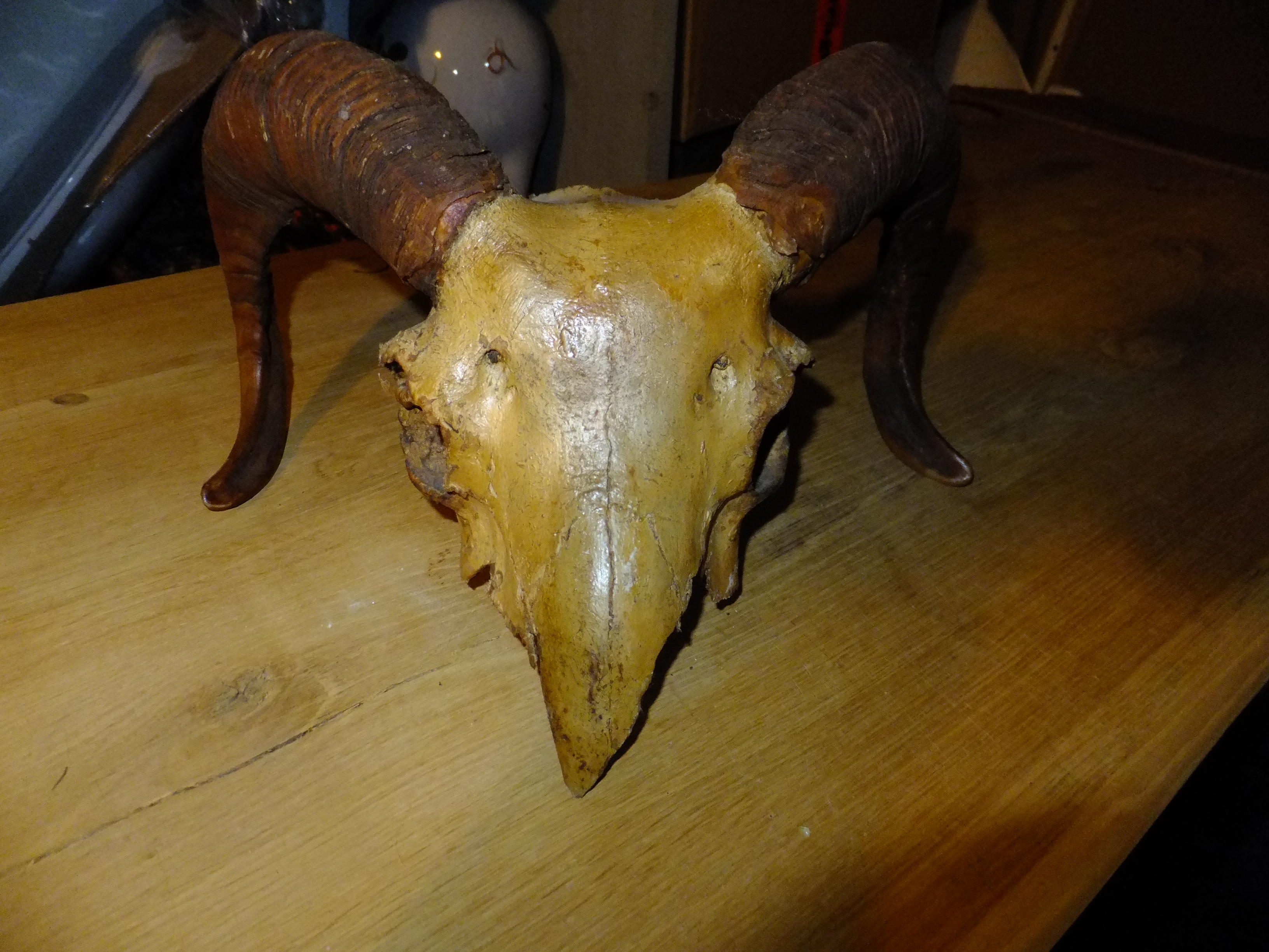 Schedel met hoorns